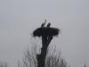 sdc10311_t1.jpg